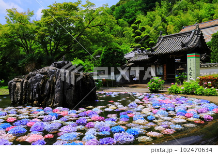 久安寺（大阪府池田市）具足池に浮かぶ紫陽花 102470634