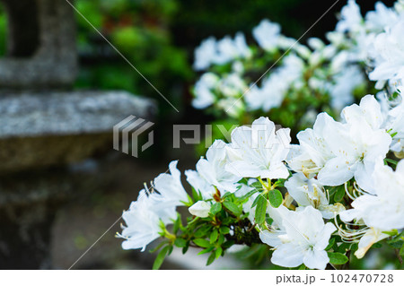 京都市西京区の松尾大社 境内に咲くツツジ 京都市西京区の松尾大社 境内に咲くツツジ 102470728