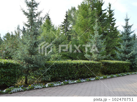 Exactly trimmed bushes along the alley in the city Park 102470751