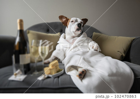 Dog is relaxing after bath. Pets spa, grooming salon, pet resort. Animal care service, bathing. Rest, relax, wellness. Generative AI. 102470863
