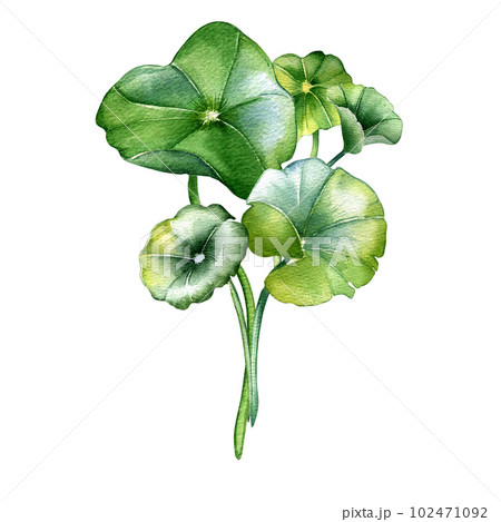 Centella asiatica composition watercolor illustration isolated on white. Pennywort, gotu kola herbal plants, cola hand drawn. Design element for package, label, wrapping, herbal plants collection 102471092