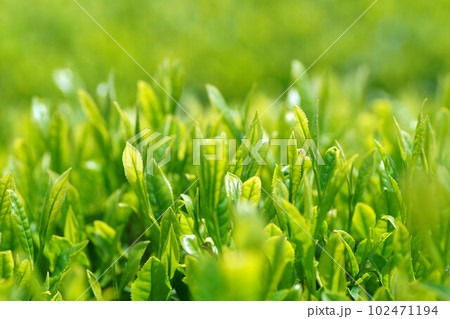 茶畑　新芽アップ　丹波篠山市　5月上旬 102471194