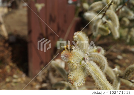 ネコヤナギの花粉集めミツバチ ネコヤナギの花粉集めミツバチ 102471312