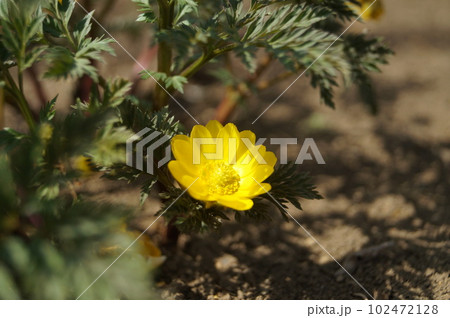 右上を向く黄色の花福寿草 102472128