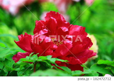 花 フラワー お花 102472712