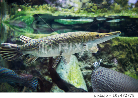 Alligator gar (Atractosteus spatula) swims in the freshwater 102472779