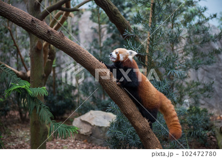 red panda or red raccoon climbing tree red panda or red raccoon climbing tree 102472780