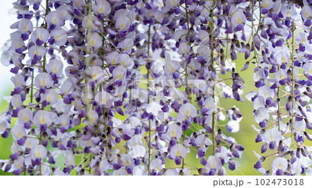 満開の藤の花 満開の藤の花 102473018