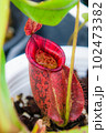 Close up of Nepenthes pitcher plant. Nepenthes Hookeriana Tricolors, pitcher family 102473382