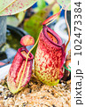 Close up of Nepenthes pitcher plant. Nepenthes Hookeriana Tricolors, pitcher family 102473384
