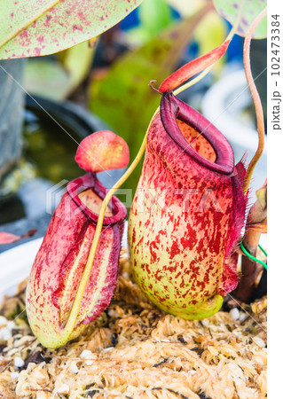 Close up of Nepenthes pitcher plant. Nepenthes Hookeriana Tricolors, pitcher family 102473384