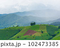 Green Terraced Rice Field, green rice fields in the countryside in Chiang Mai, Thailand. 102473385