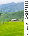 Green Terraced Rice Field, green rice fields in the countryside in Chiang Mai, Thailand. 102473386