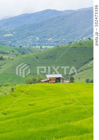 Green Terraced Rice Field, green rice fields in the countryside in Chiang Mai, Thailand. Green Terraced Rice Field, green rice fields in the countryside in Chiang Mai, Thailand. 102473386