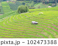 Green Terraced Rice Field, green rice fields in the countryside in Chiang Mai, Thailand. 102473388