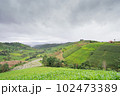 Green Terraced Rice Field, green rice fields in the countryside in Chiang Mai, Thailand. 102473389