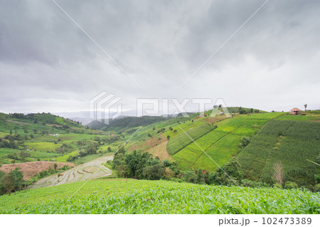 Green Terraced Rice Field, green rice fields in the countryside in Chiang Mai, Thailand. Green Terraced Rice Field, green rice fields in the countryside in Chiang Mai, Thailand. 102473389