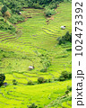 Landscape view of rice terraces and house of Thailand hill tribe. The village is in a valley among the rice terraces in Mae Jam, Chiang Mai, Thailand. 102473392