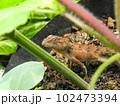 Female chameleon and her eggs in nature. 102473394