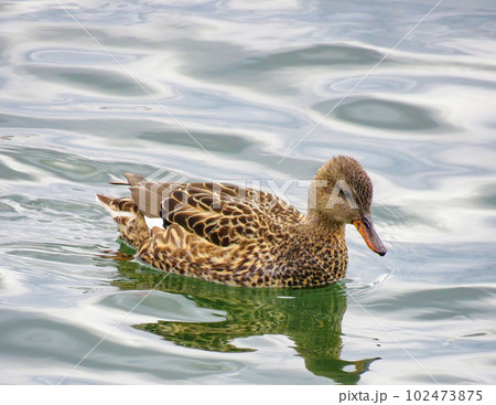 水に浮かぶオカヨシガモのメス 102473875