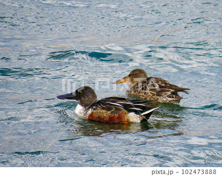 川を泳ぐハシビロガモのカップル 102473888