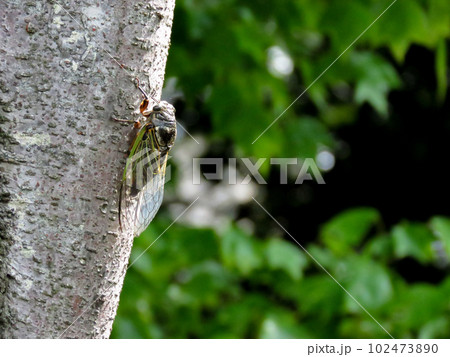 木に留まるクマゼミ 102473890