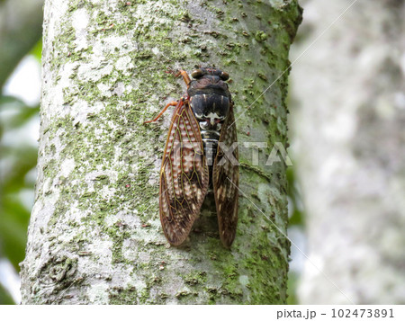 木に留まるアブラゼミ 木に留まるアブラゼミ 102473891