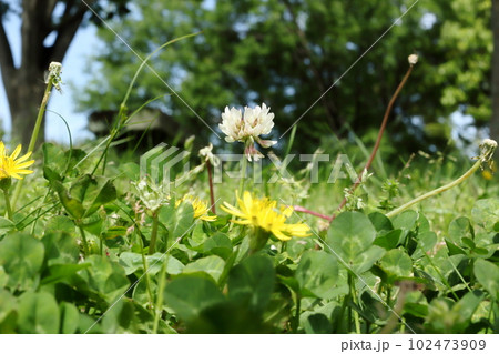 草むらに咲く花 草むらに咲く花 102473909
