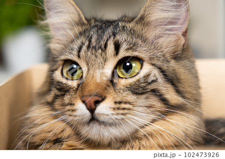 A curious cat sits and peeks out of a cardboard box 102473926