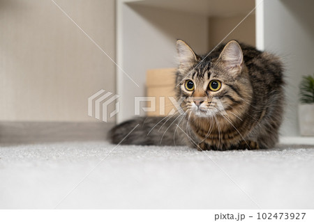 Portrait of a young curious domestic cat looking towards at home, place for text 102473927