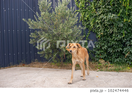 Cute homeless puppy of red color stands near a fence with plants Cute homeless puppy of red color stands near a fence with plants 102474446
