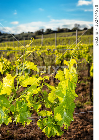 Young sprouts with bunches of grapes on the branches of the vine in spring. Agriculture. 102474558