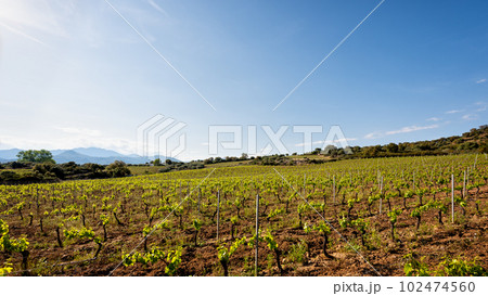 Vineyard with young shoots on the branches in spring. Agriculture. Vineyard with young shoots on the branches in spring. Agriculture. 102474560