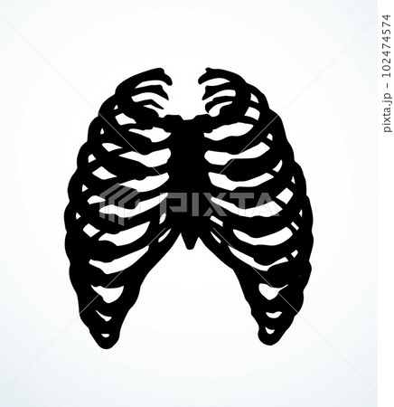 Vector drawing. Thorax and ribs 102474574