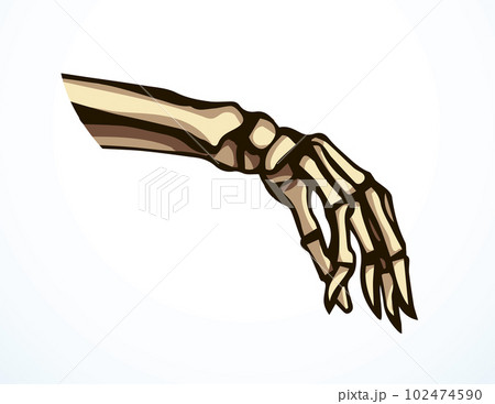 Vector drawing. Bones of the hand 102474590
