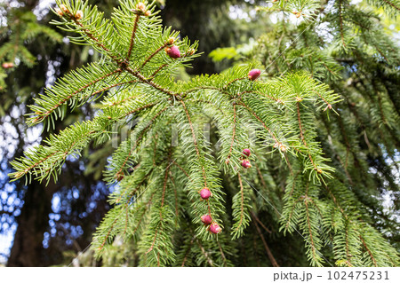 young red blossoming cones on green spruce twigs 102475231