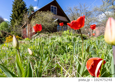red tulips on lawn near rural house in spring 102475248