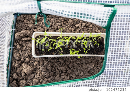 green tomato seedlings in box in open greenhouse 102475255