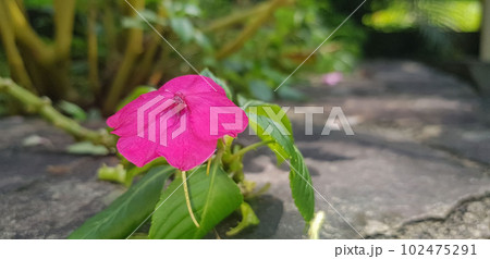 Busy Lizzie (Impatiens Walleriana) also known as Balsam, Sultana or Impatiens in Asia, Central Java Indonesia Busy Lizzie (Impatiens Walleriana) also known as Balsam, Sultana or Impatiens in Asia, Central Java Indonesia 102475291