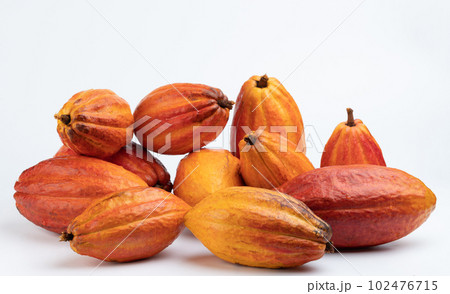 Big pile of orange color cacao pods 102476715
