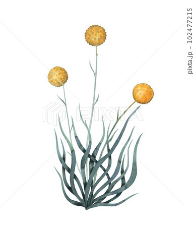 Craspedia australian wild yellow spherical flowers with leaves hand drawn watercolour illustration isolated on white Craspedia australian wild yellow spherical flowers with leaves hand drawn watercolour illustration isolated on white 102477215