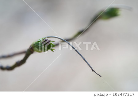 枝の先端のつぼみ 102477217