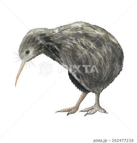 Watercolour kiwi bird hand drawn illustration isolated on white  102477218