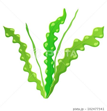 Algae wavy on white. Marine vegetation. Aponogeton for the aquarium. 102477341