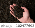 Hands taking a handful of fanning or broken loose leaf black tea and examining it in detail. Close 102477602