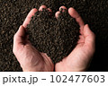 Hands taking a handful of fanning or broken loose leaf black tea and examining it in detail. Close 102477603