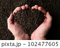 Hands taking a handful of fanning or broken loose leaf black tea and examining it in detail. Close 102477605