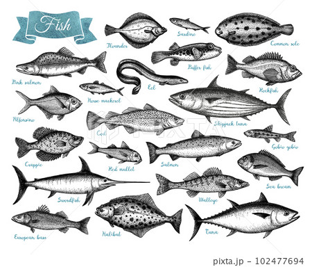 Fish big collection. 102477694