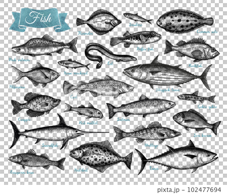 Fish big collection. 102477694