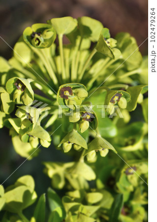 Spurge Black Pearl 102479264